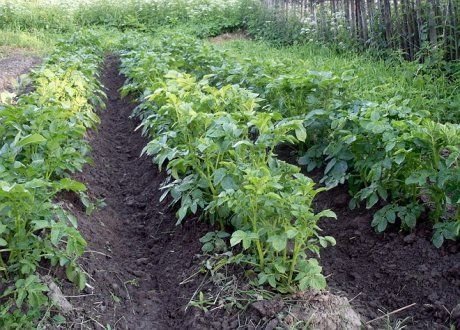 Посадка картофеля в гребни